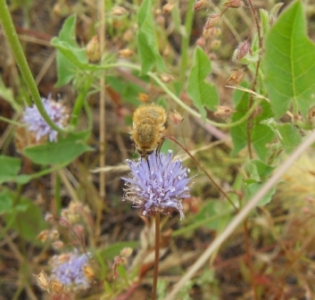 Aiuto per favore! Bombyliidae da identificare!!